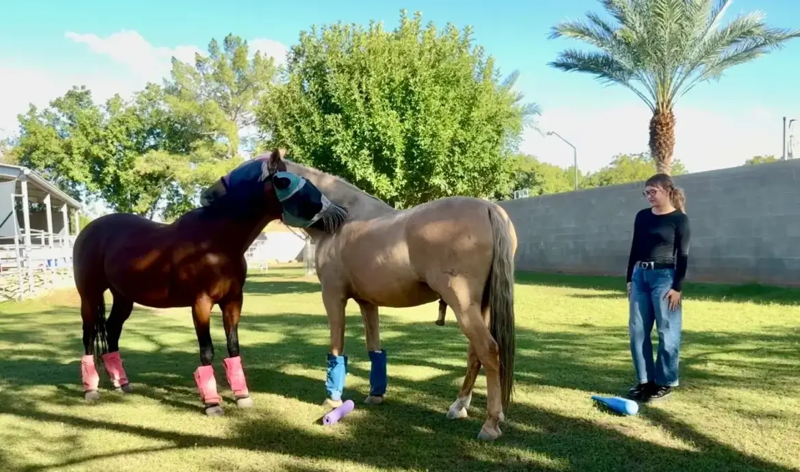 Two horses nuzzling with colorful leg wraps